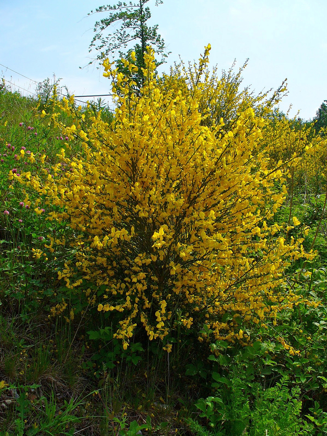 Cytisus scopariu